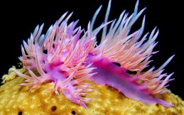 Nudibranch