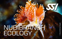 Nudibranch
